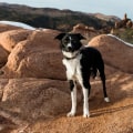 Dog Parks and Recreation Areas in Colorado Springs: A Guide for Dog Owners